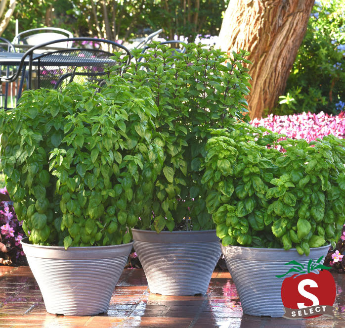 Packet of Everleaf Emerald Towers basil seeds from Seeds 'n Such, showcasing 50 basil seeds in a colorful packet.
