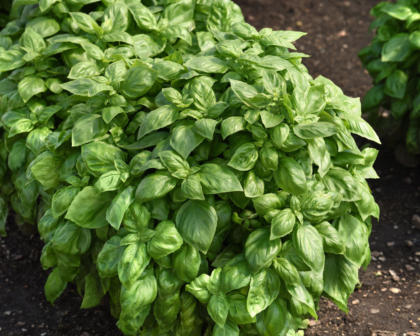 Packet of 50 Everleaf Genovese Basil seeds from Seeds 'n Such, showing vibrant basil seeds in a clear seed packet.