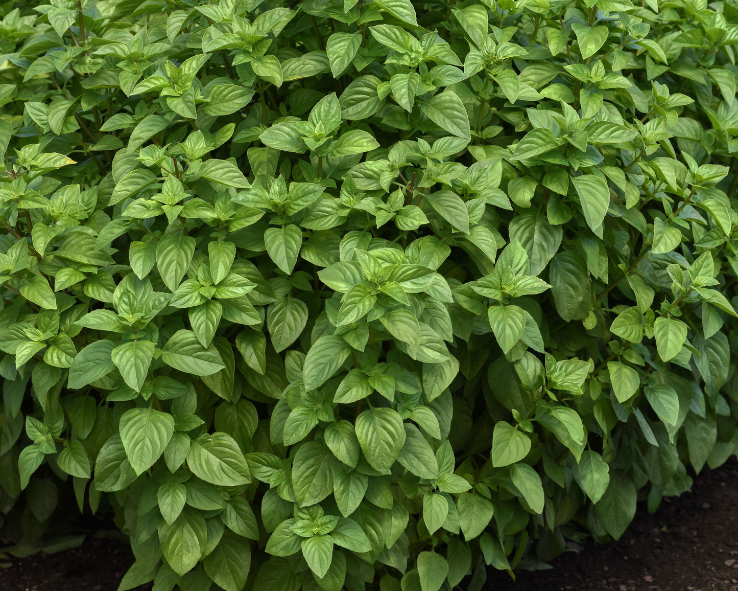 Packet of Seeds 'n Such Everleaf Lemon Basil seeds showing 50 seeds for planting in herb gardens.