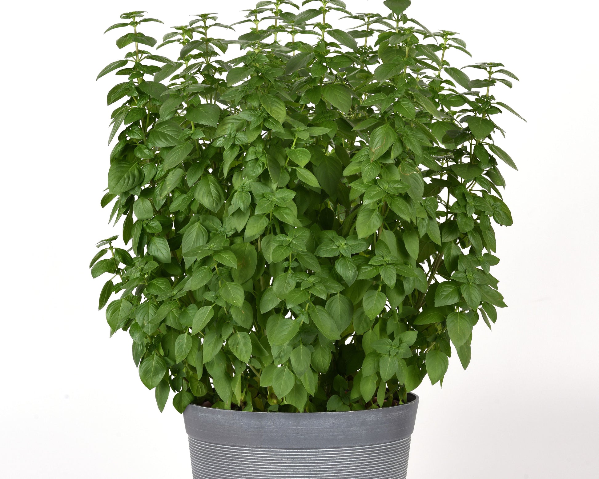 Packet of 50 Everleaf Lemon Basil seeds from Seeds 'n Such, showing a close-up of the seed packet with lemon basil plant.