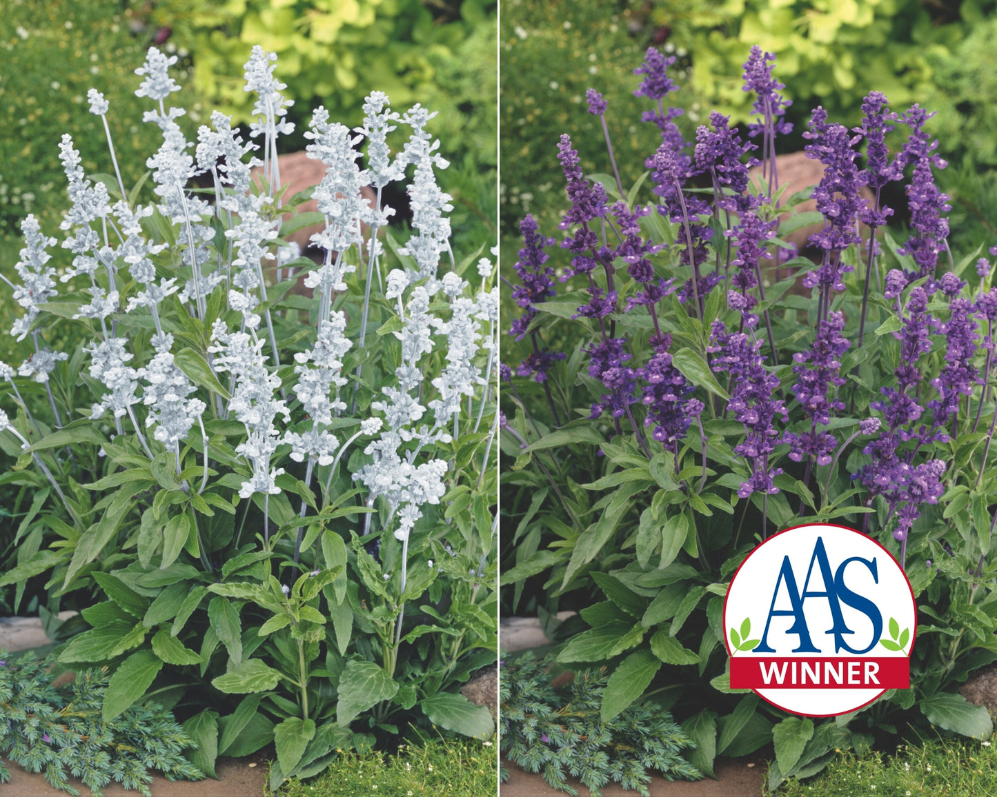 Seeds 'n Such Evolution Mix Salvia seeds packet with 50 seeds, showcasing colorful flower images and seed packaging.