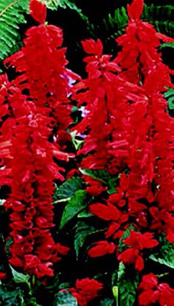 Packet of 50 Flare Salvia Seeds by Seeds 'n Such, showcasing bright red flower seeds in a clear seed packet.