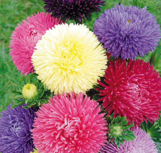 Packet of Seeds 'n Such Gala Mix Aster Seeds showing a colorful variety of flower seeds in a packet.