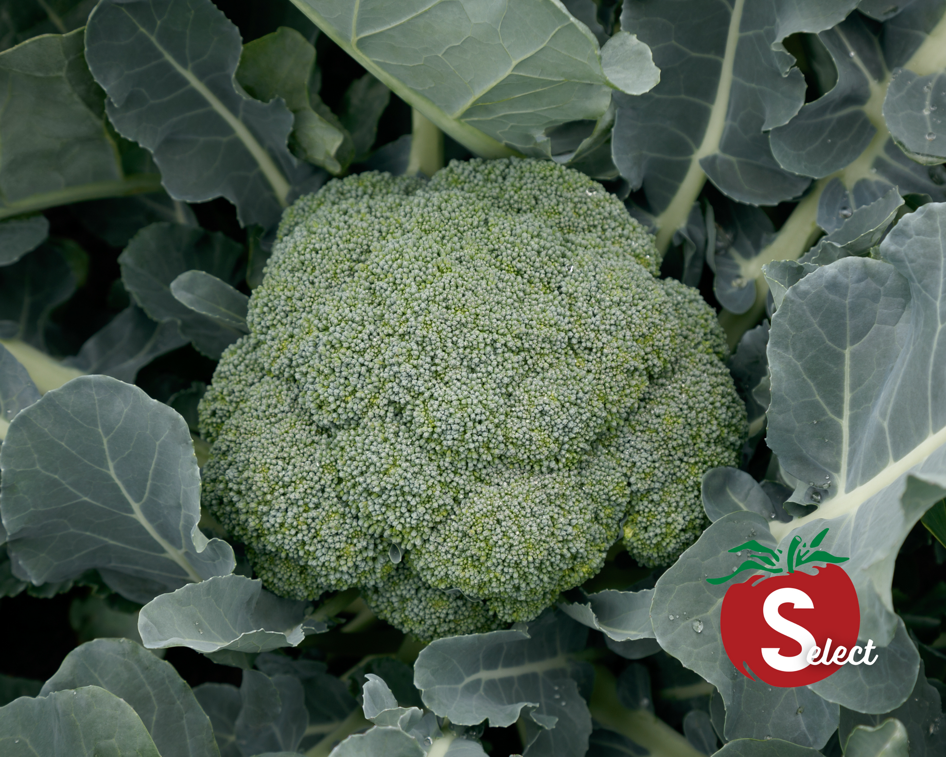 Packet of Green Magic Hybrid Broccoli Seeds from Seeds 'n Such, showing 50 seeds in a clear packet.