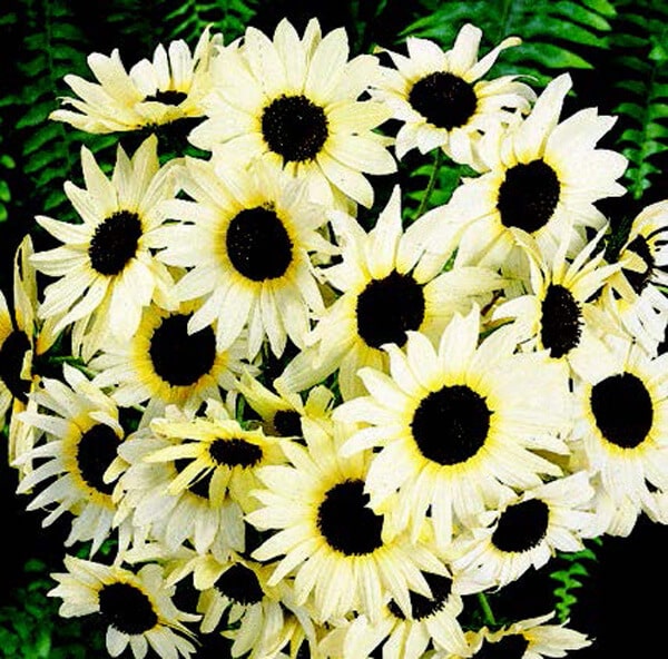 Packet of Seeds 'n Such Italian White Sunflower Seeds showing 50 seeds in a clear plastic packet.