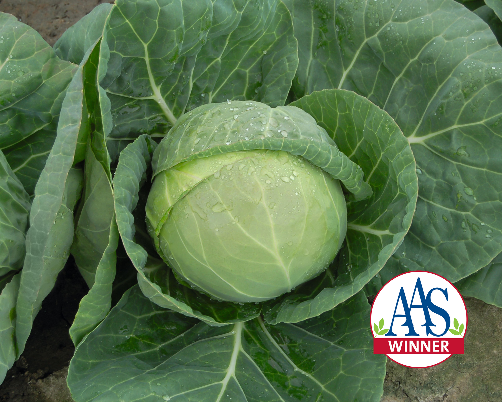 Packet of Seeds 'n Such Katarina Hybrid Cabbage Seeds showing 50 seeds in a colorful packet with cabbage illustration.
