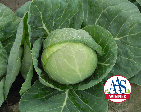 Packet of Seeds 'n Such Katarina Hybrid Cabbage Seeds showing 50 seeds in a colorful packet with cabbage illustration.