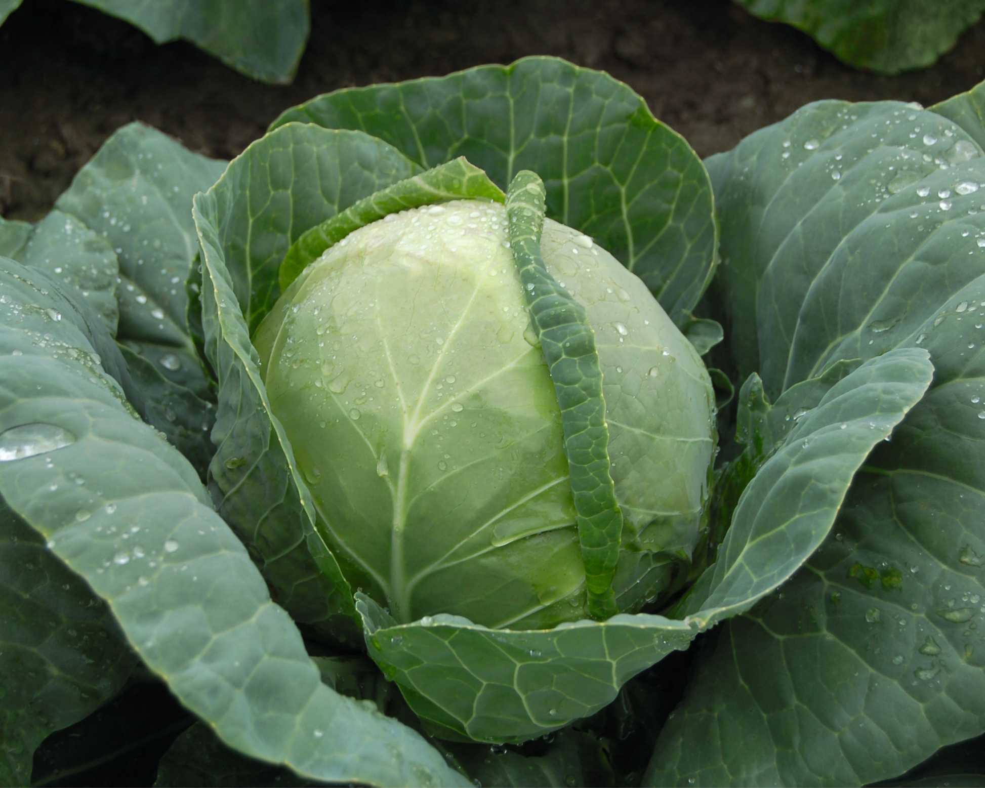 Katarina Hybrid Cabbage Seeds packet by Seeds 'n Such with 50 seeds for planting and growing cabbage plants.