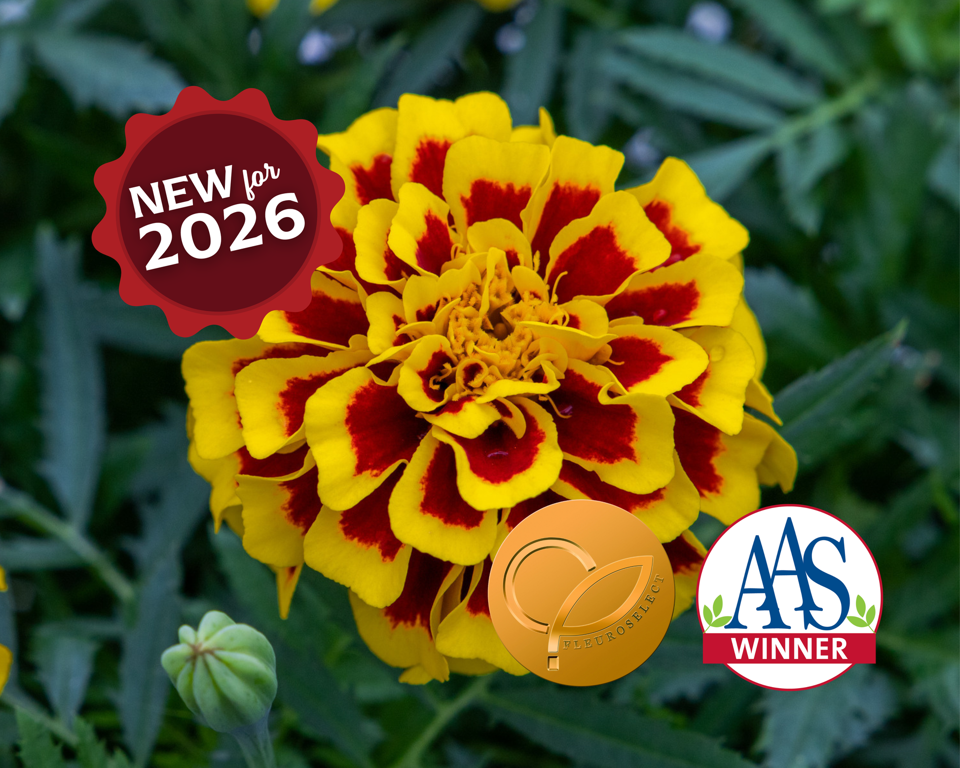 Packet of 50 Mango Tango Marigold Seeds from Seeds 'n Such, showing vibrant seed packet with colorful marigold flowers.