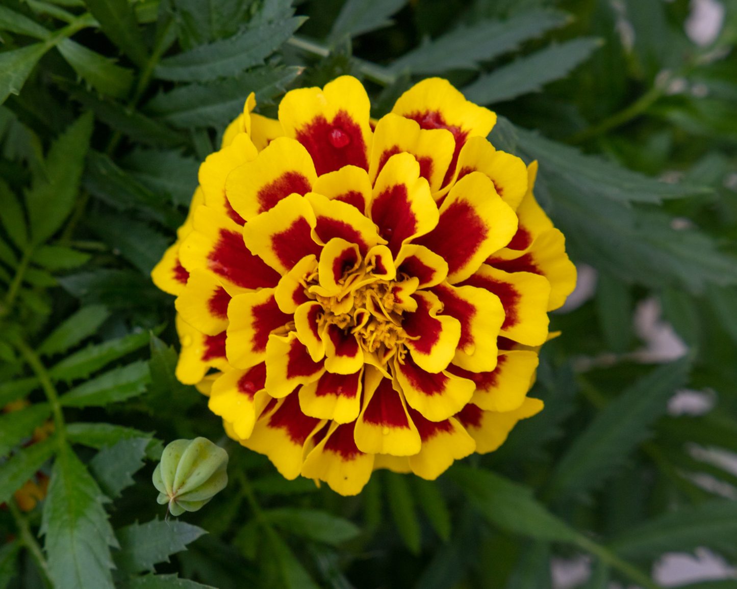 Packet of 50 Mango Tango Marigold Seeds from Seeds 'n Such, showcasing bright orange and yellow flower seeds for planting.