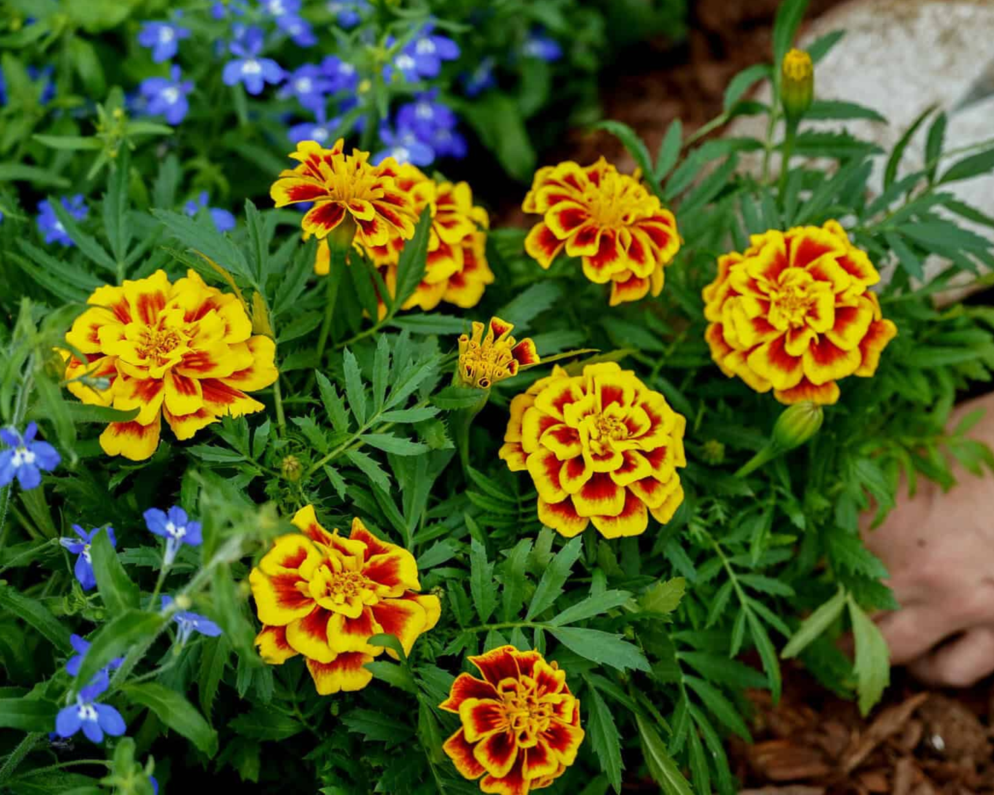 Packet of Seeds 'n Such Mango Tango Marigold seeds with 50 bright orange flower seeds in a colorful packet.
