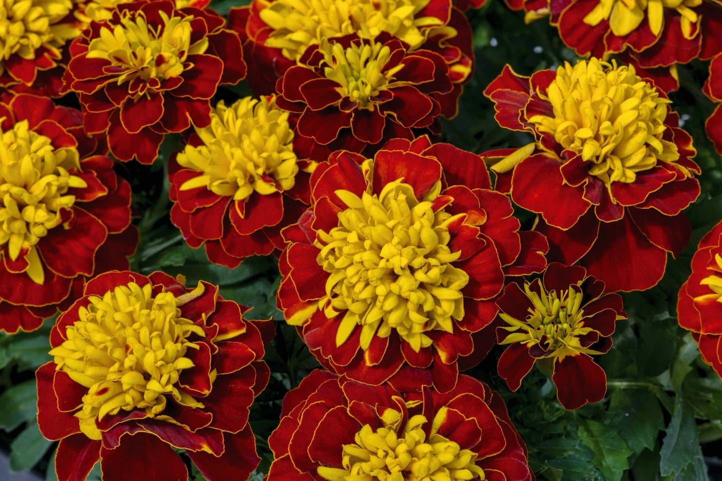 Packet of 50 Seeds 'n Such Marigold Super Hero Spry flower seeds displaying vibrant orange and yellow marigold blooms.