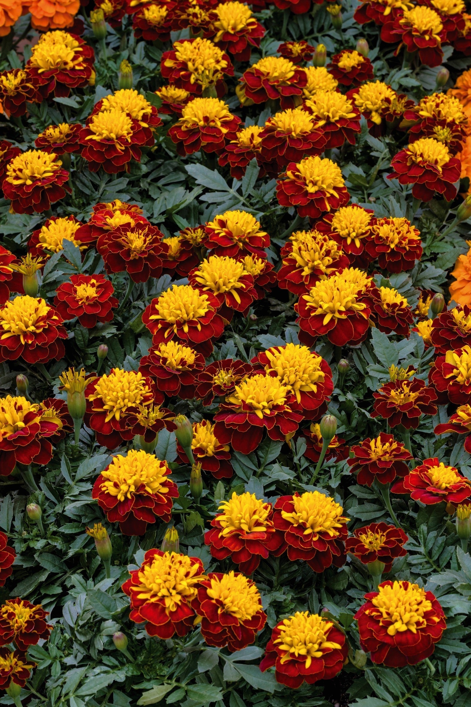 Marigold Super Hero Spry seed packet from Seeds 'n Such with 50 yellow-orange flower seeds displayed.