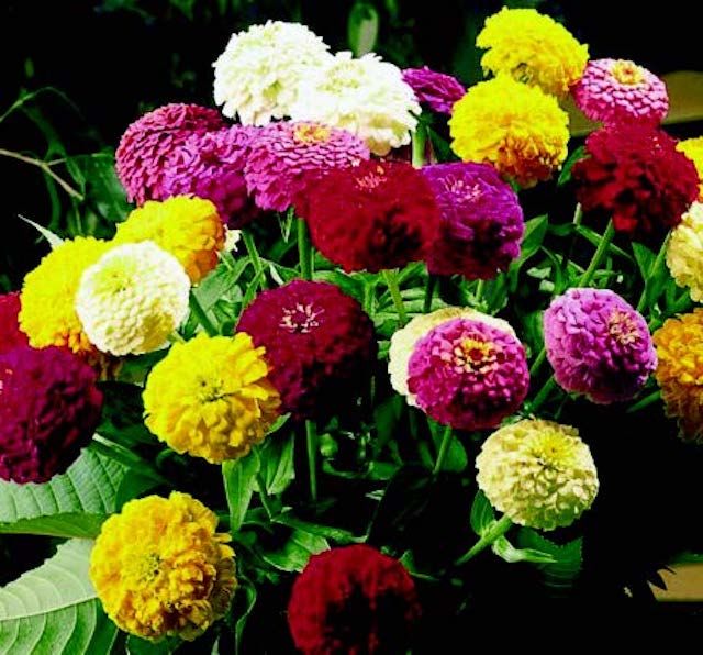 Oklahoma Formula Mix Zinnia Seeds packet from Seeds 'n Such showing 50 colorful flower seeds for garden planting.