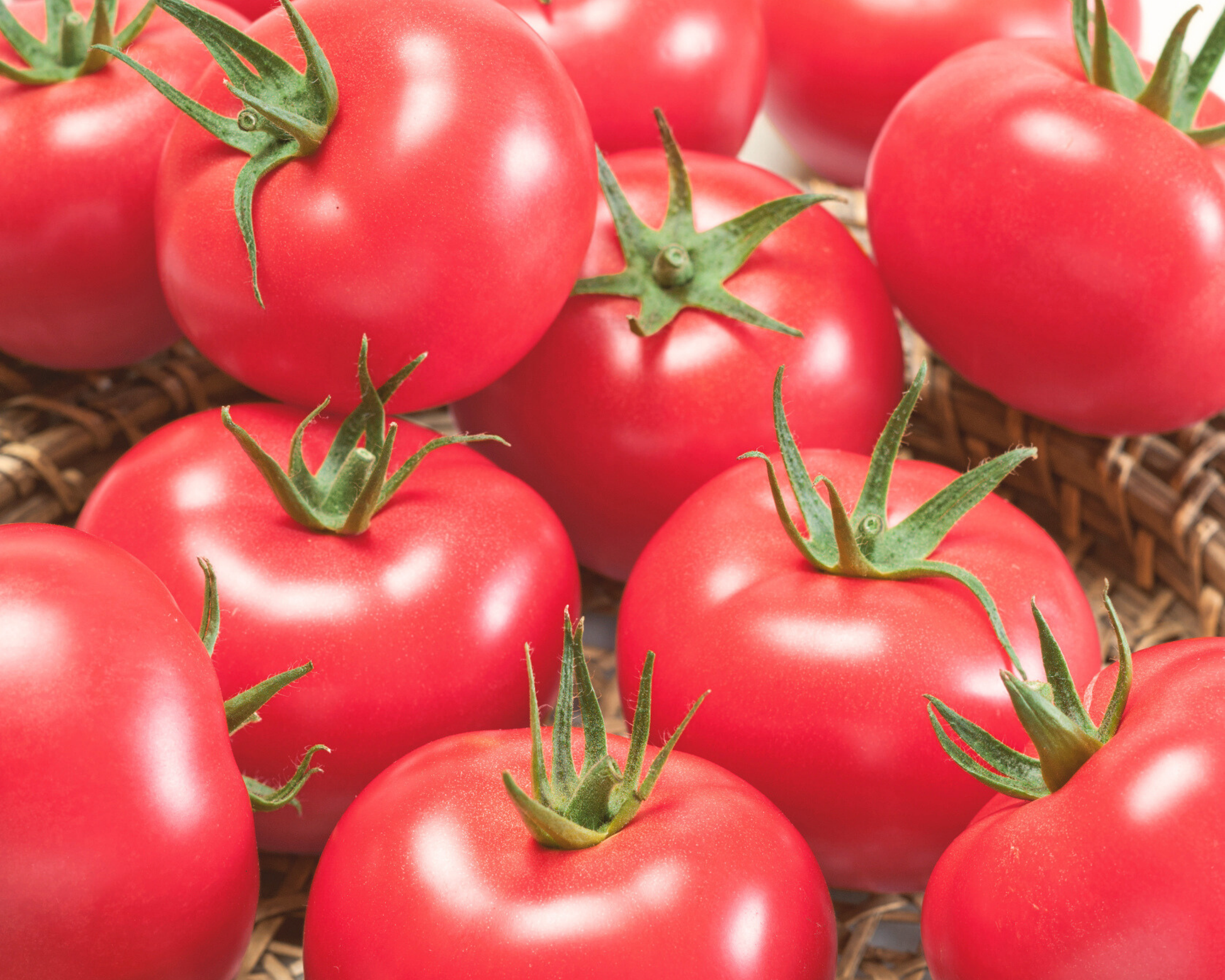 Packet of Seeds 'n Such Porter Tomato Seeds showing 50 seeds in a colorful packet for gardening and planting.