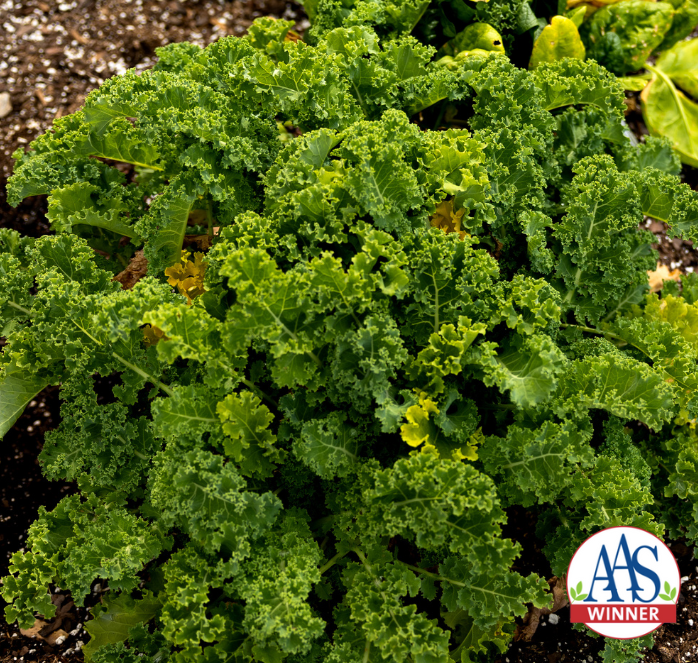 Packet of Seeds 'n Such Prizm Hybrid Kale Seeds showcasing 50 seeds in a colorful packet for planting and gardening.