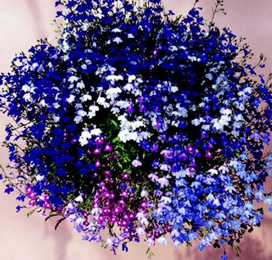 Packet of Regatta Formula Mix Lobelia seeds from Seeds 'n Such, showing colorful seed packet with 50 seeds for planting.