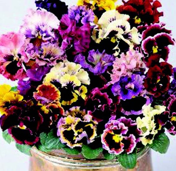 Packet of Seeds 'n Such Ruffled Feathers Mix Pansy Seeds showing colorful flower seeds for garden planting