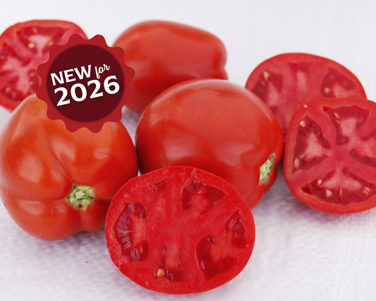 Packet of Saucy Lady™ Tomato Seeds from Seeds 'n Such, featuring bright red tomato seed packet with 50 seeds.