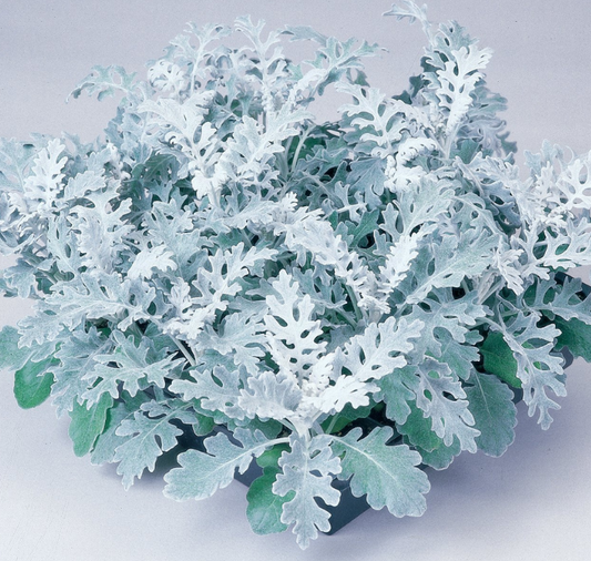 Packet of 50 Silver Dust Dusty Miller seeds from Seeds 'n Such, showcasing the seeds inside the packet.