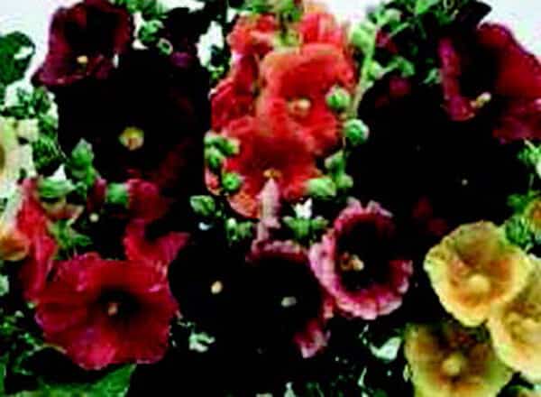 Packet of Seeds 'n Such Hollyhock Seeds featuring Old-Fashioned Country Romance Mix with 50 seeds for garden planting