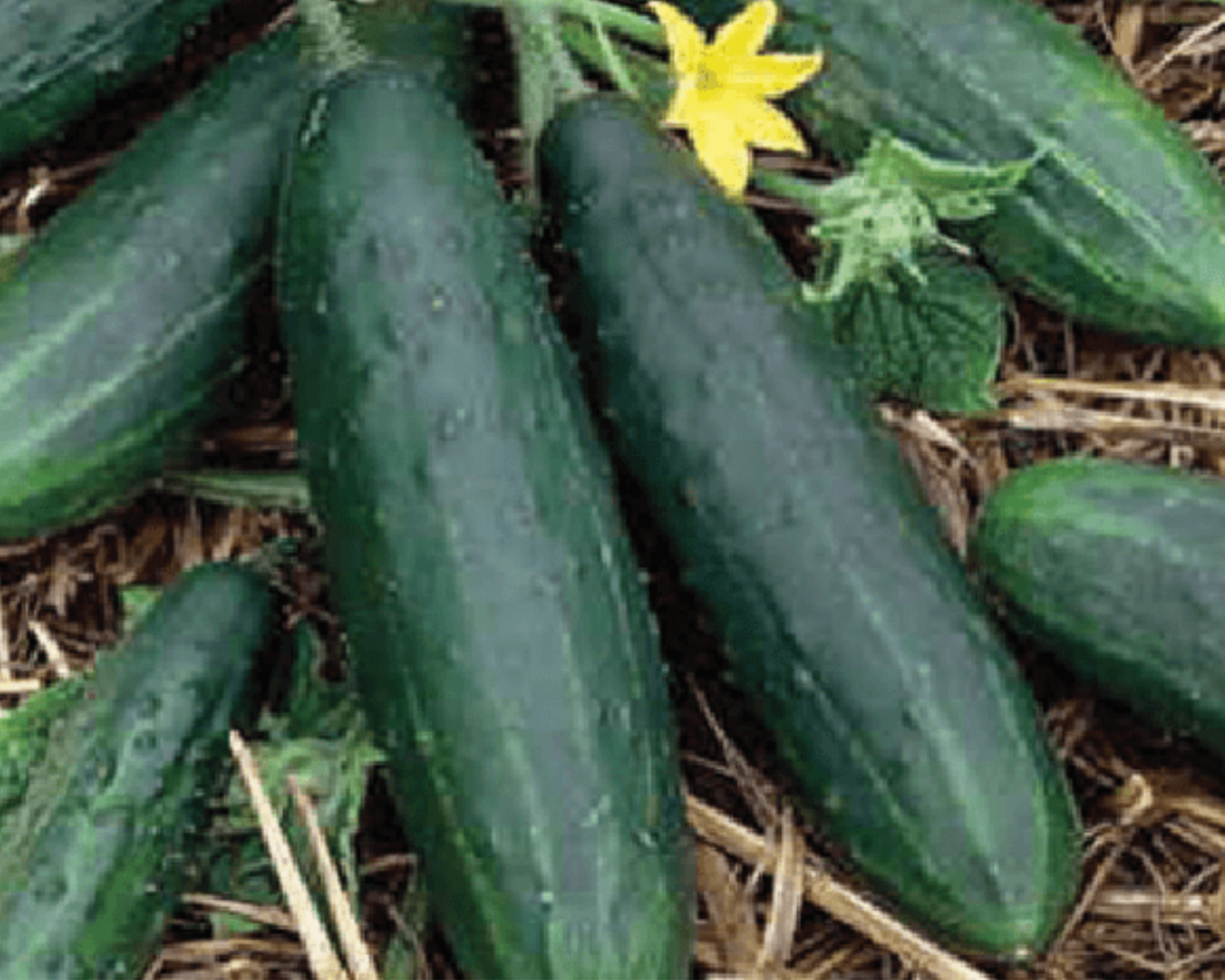 Spacemaster 80 cucumber seeds by Seeds 'n Such in a packet of 50 seeds, ideal for planting and growing cucumbers.