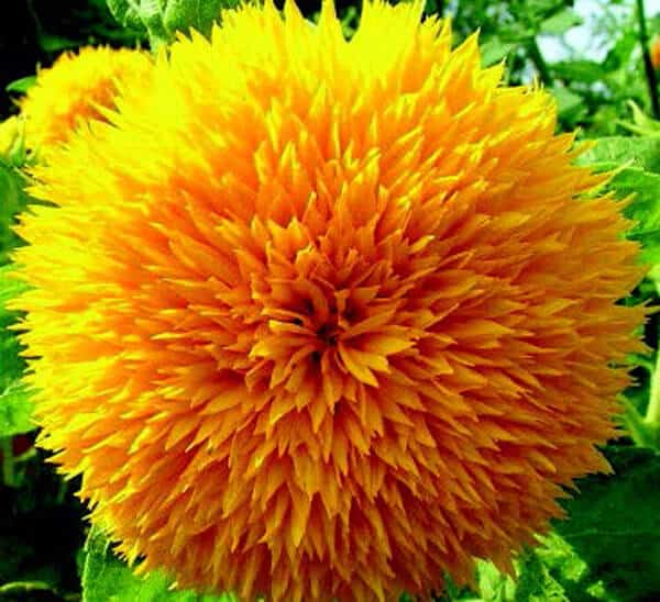 Packet of Teddy Bear Dwarf Sunflower Seeds from Seeds 'n Such showing 50 seeds in a clear package with sunflower seed illustrations.