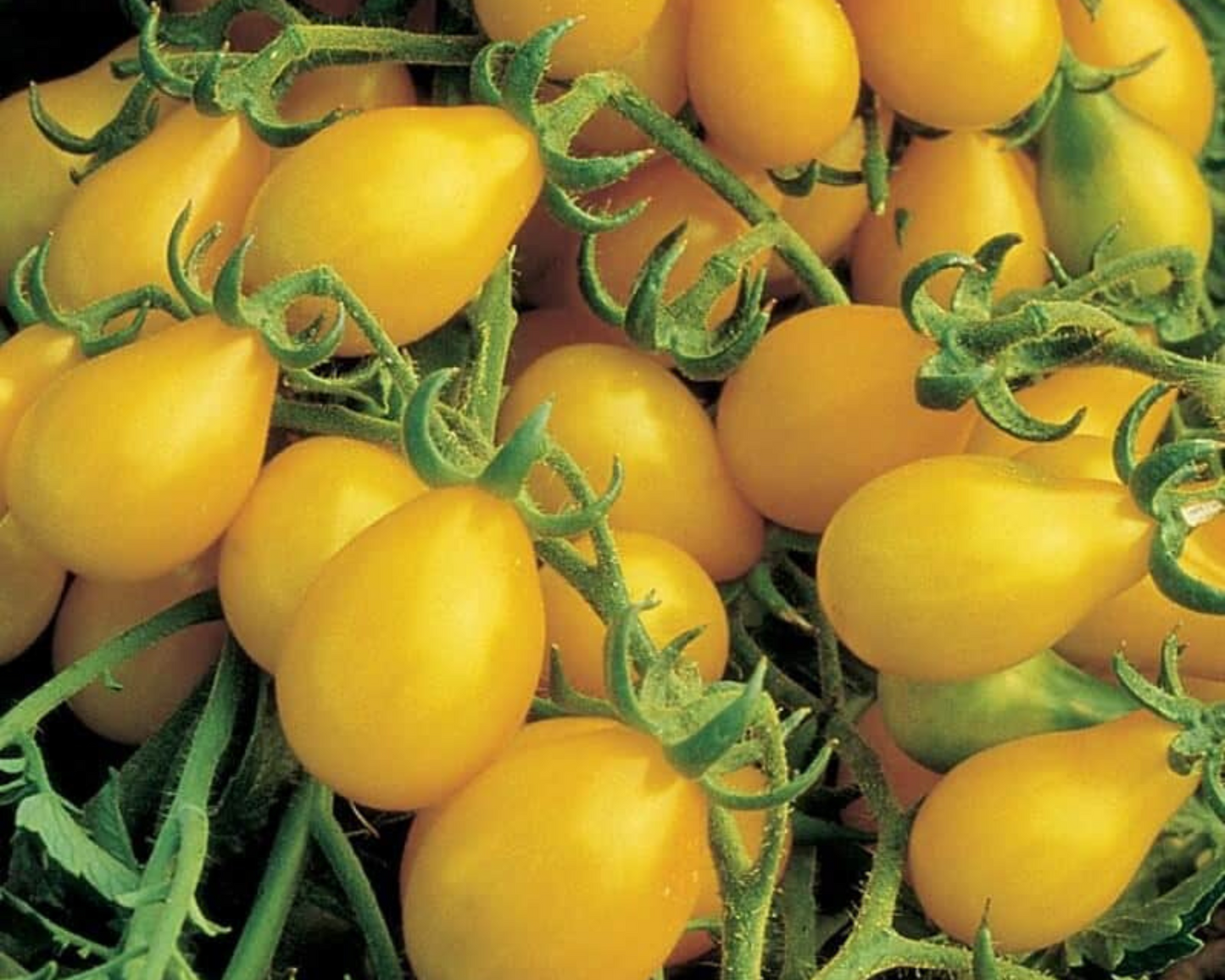 Yellow Pear Tomato Seeds packet from Seeds 'n Such with 50 seeds, featuring small, yellow pear-shaped tomato seed illustrations.