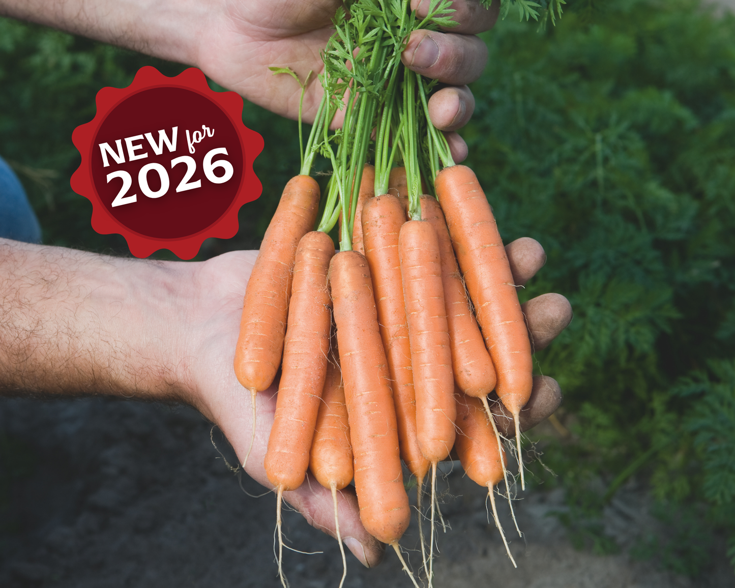 Packet of Seeds 'n Such Adelaide Hybrid Carrot Seeds with 500 seeds for planting in gardens.