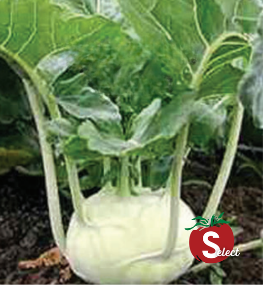 Packet of Seeds 'n Such Early White Vienna Kohlrabi seeds with 500 seeds for planting and growing fresh kohlrabi.