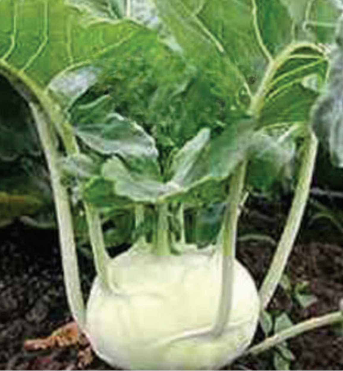 Packet of Seeds 'n Such Early White Vienna Kohlrabi seeds with 500 seeds in a colorful packet.