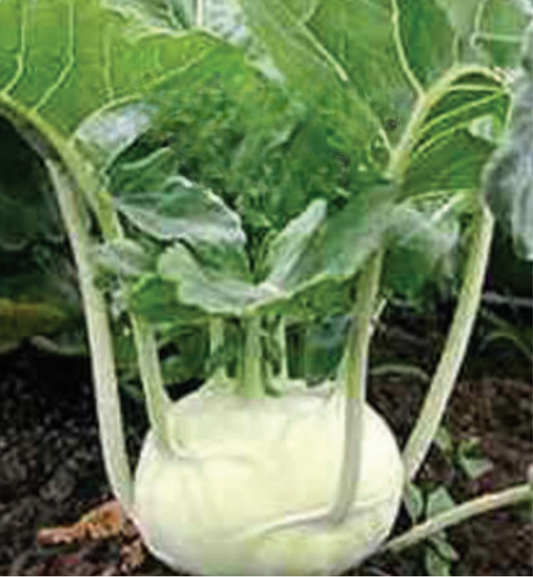Packet of Seeds 'n Such Early White Vienna Kohlrabi seeds with 500 seeds in a colorful packet.