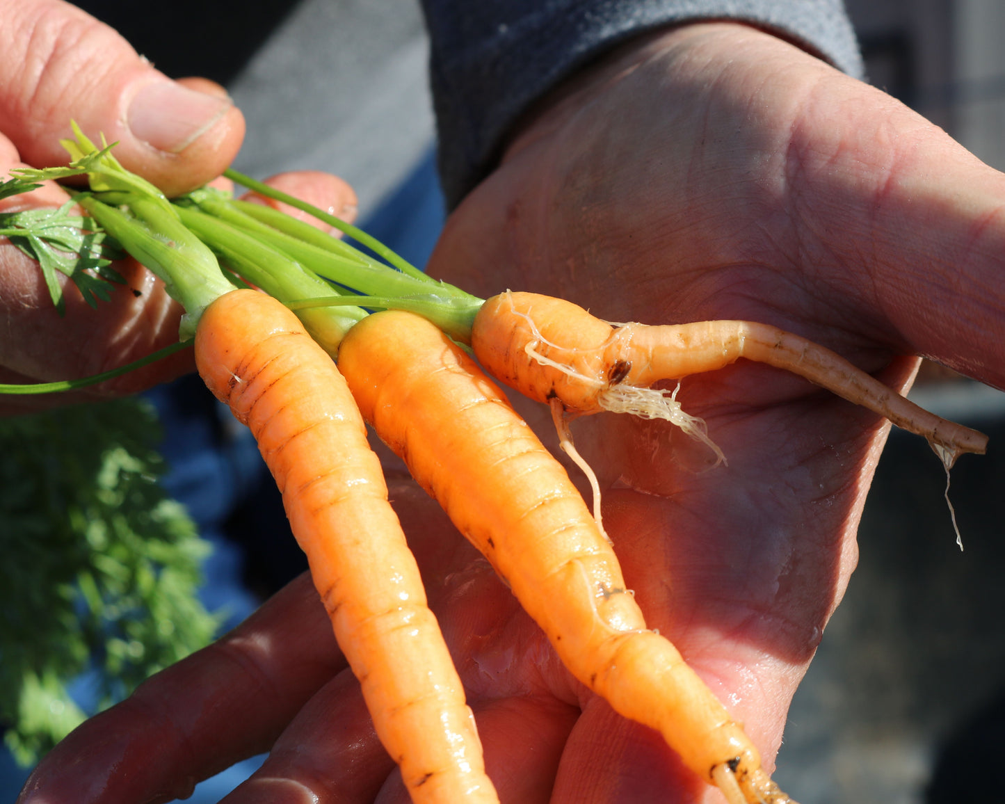 Packet of Envy Hybrid Carrot Seeds from Seeds 'n Such, showing 500 seeds in a colorful seed packet.