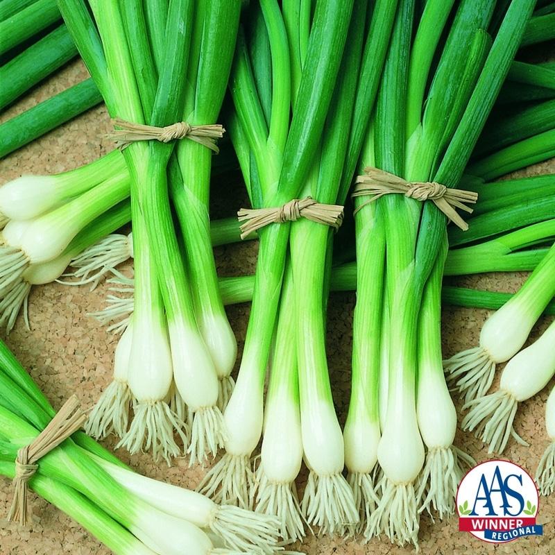 Packet of Seeds 'n Such Evergreen White Bunching Scallion Seeds, showing 500 seeds in a clear packet with vibrant white scallion bulbs.