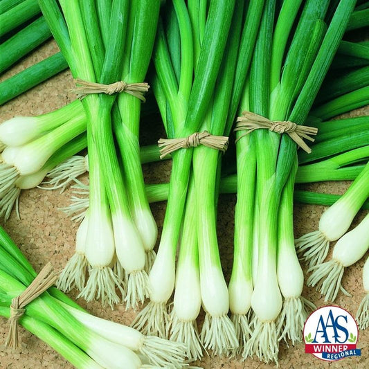 Packet of Seeds 'n Such Evergreen White Bunching Scallion Seeds, showing 500 seeds in a clear packet with vibrant white scallion bulbs.
