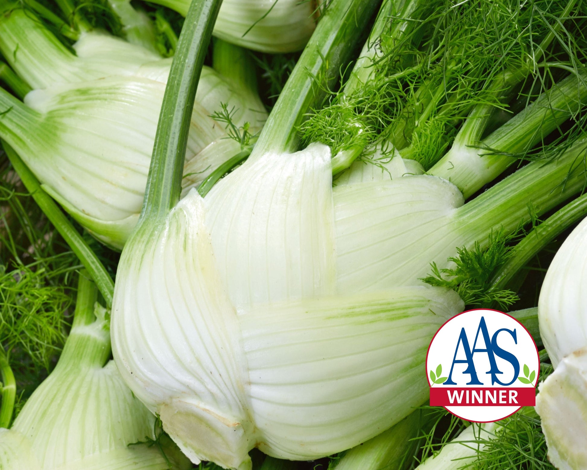 Packet of Seeds 'n Such Florence Fennel Seeds showing 500 seeds for planting and gardening.