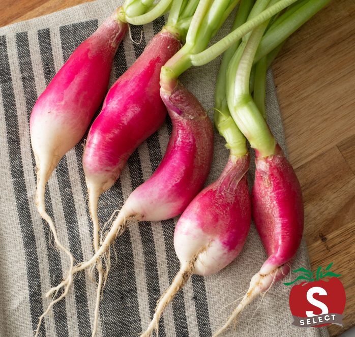 Packet of Seeds 'n Such French Breakfast Radish Seeds containing 500 radish seeds for planting.