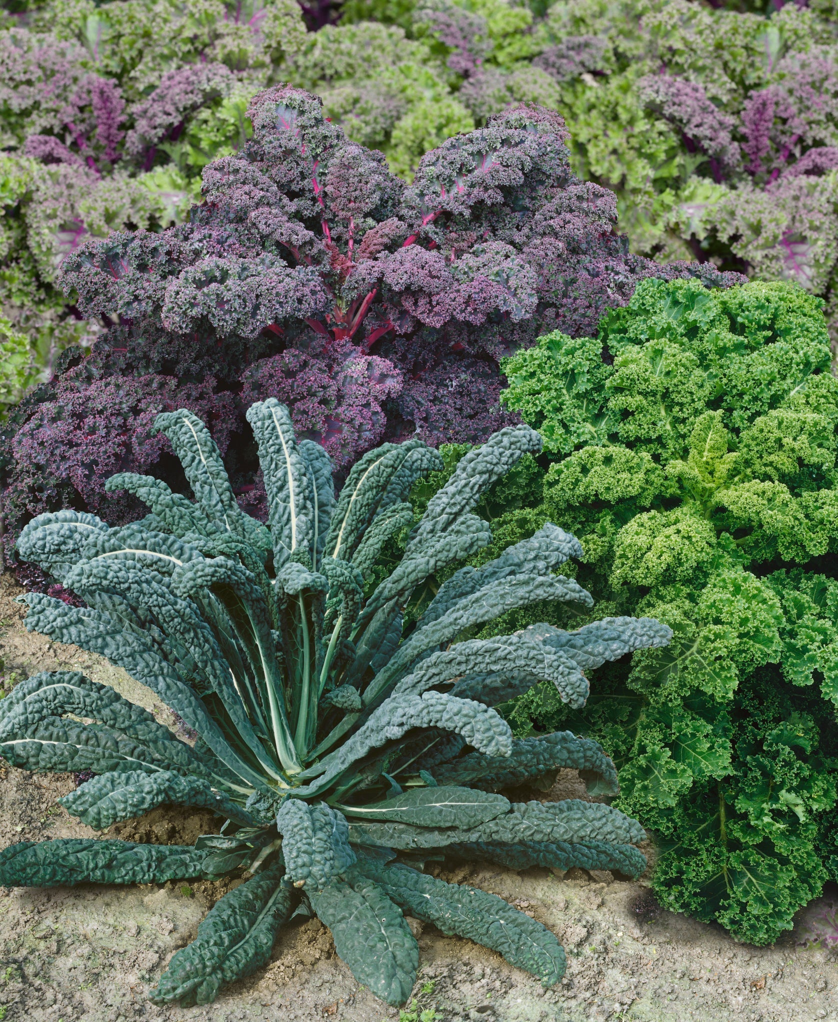 Seeds 'n Such Garden Blend Kale seed packet with 500 seeds, featuring colorful kale varieties for home gardening.