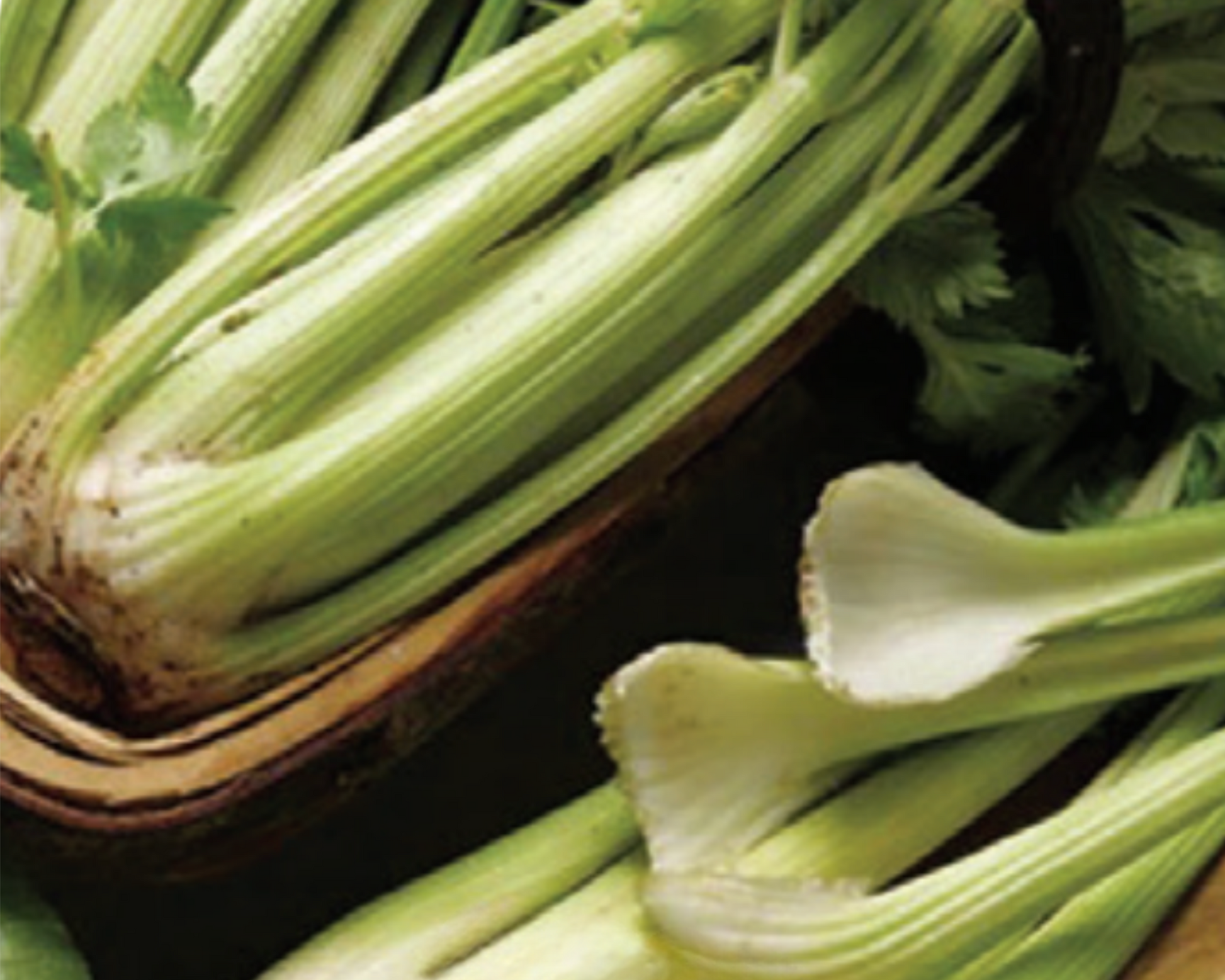 Golden Self-Blanching Celery Seeds packet by Seeds 'n Such with 500 seeds for planting celery in your garden.