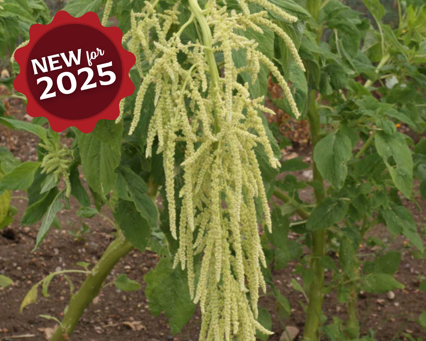 Green Tails Amaranth Seeds packet from Seeds 'n Such showing 500 seeds in a vibrant green packet.