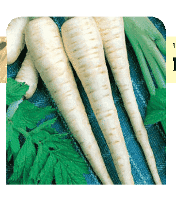 Packet of Seeds 'n Such Hollow Crown Parsnip Seeds showing 500 seeds in a labeled packet for planting.