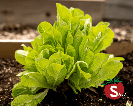 Packet of Seeds 'n Such Little Gem Lettuce Seeds with 500 seeds, showing vibrant green lettuce leaves on the packaging.