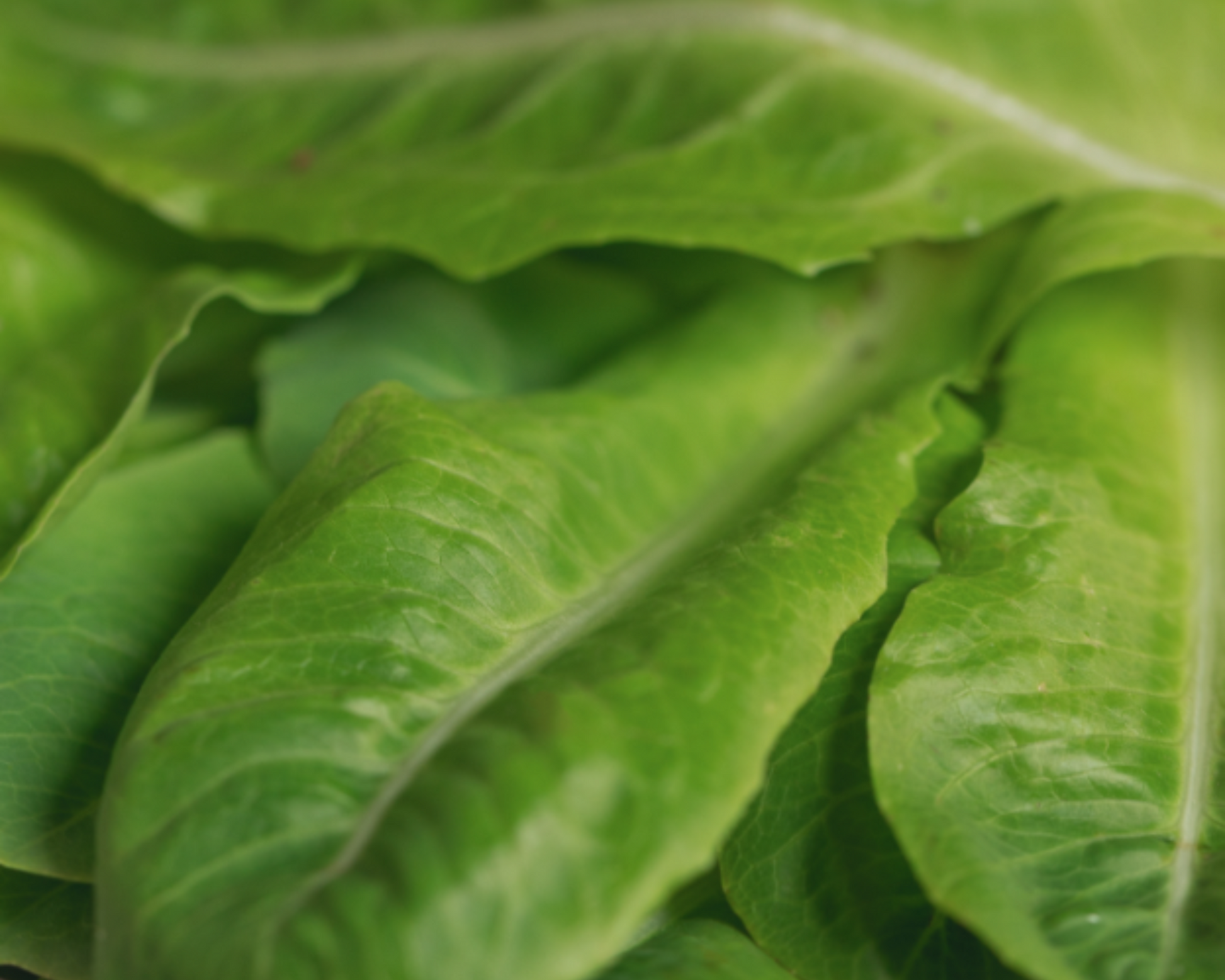 Packet of Seeds 'n Such Little Gem Lettuce Seeds showing a label with 500 seeds for home gardening.