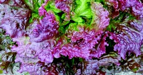Packet of Seeds 'n Such New Red Fire Lettuce Seeds with 500 seeds, showing bright red lettuce seed packet and seeds inside.