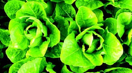 Packet of Seeds 'n Such Parris Island Lettuce Seeds showing 500 seeds in a clear packet.