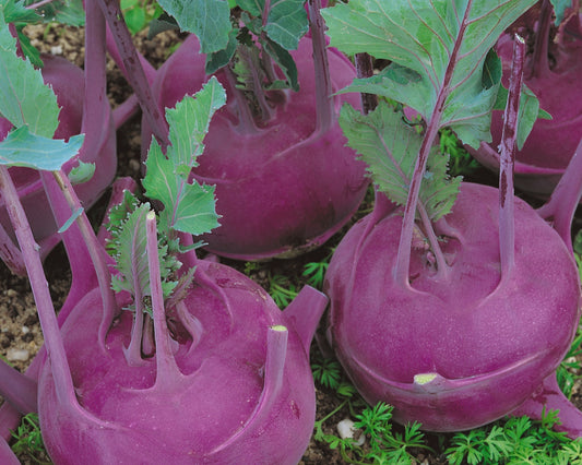 Purple Vienna Kohlrabi Seeds packet from Seeds 'n Such showing 500 seeds in a colorful packet for growing vegetables.