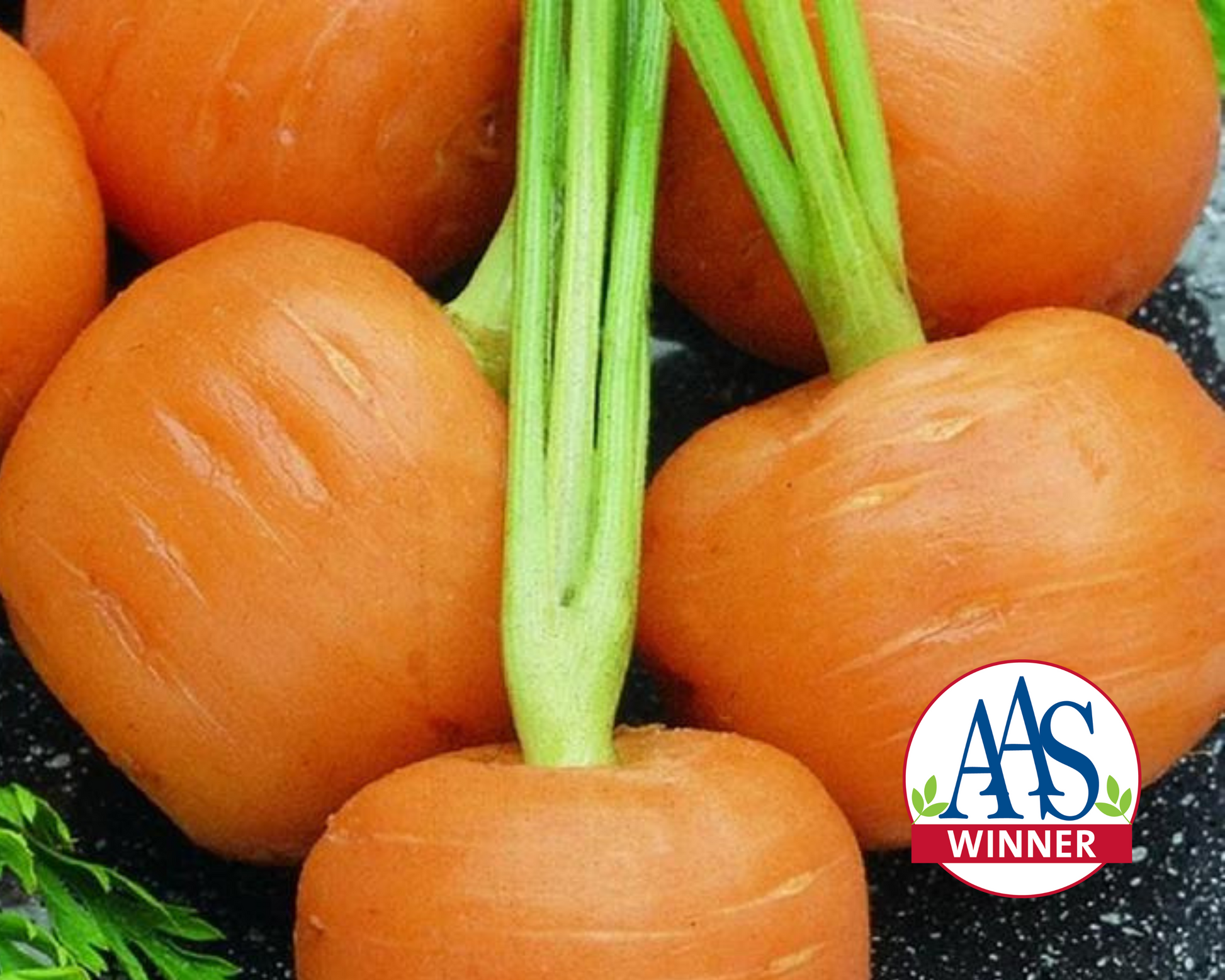 Packet of Seeds 'n Such Thumbelina Carrot Seeds containing 500 seeds for planting in vegetable gardens.