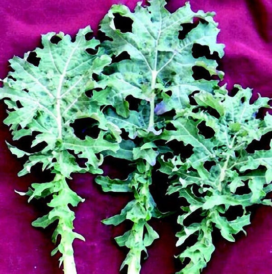 White Russian kale seeds packet from Seeds 'n Such, showcasing 500 seeds for growing vibrant, nutritious kale in your garden.