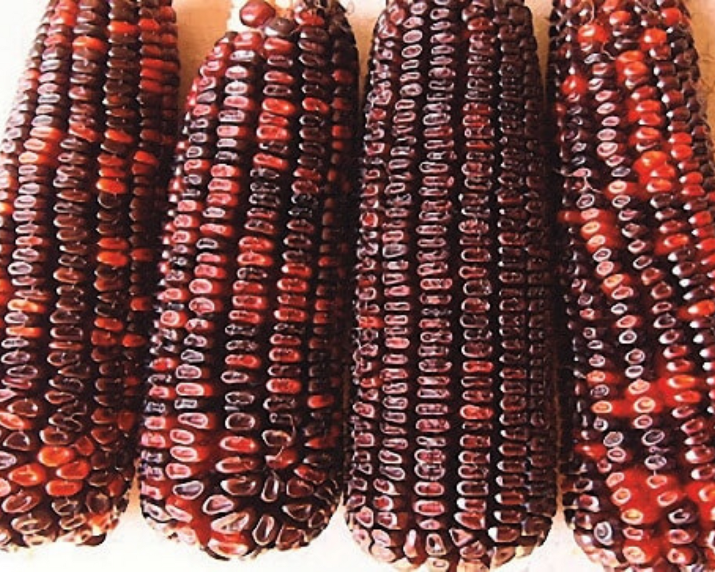 Packet of Bloody Butcher Corn Seeds from Seeds 'n Such showing 60 seeds in a clear seed packet.