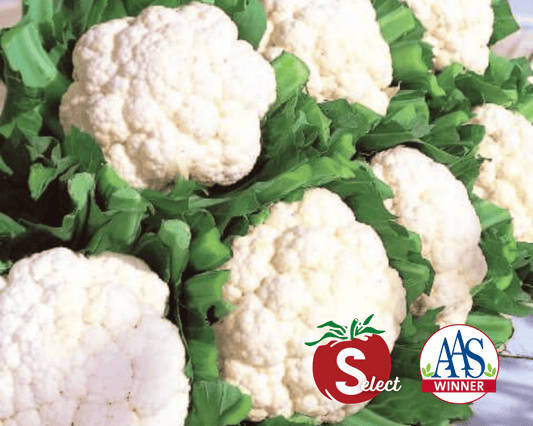 Packet of Snow Crown Hybrid Cauliflower Seeds by Seeds 'n Such, featuring 60-65 seeds in a colorful packet.